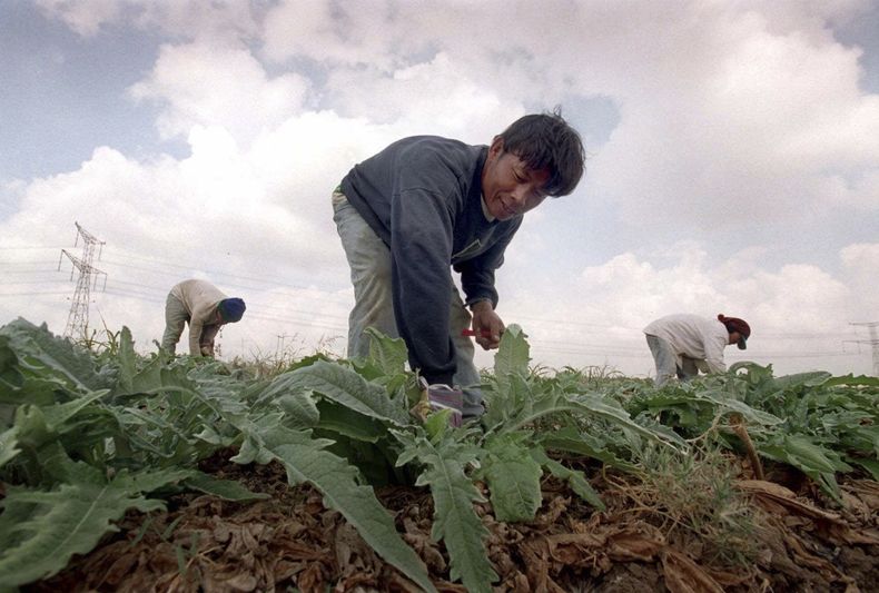 ARCHIVO – Trabajadores tailandeses podan campos de alcachofas antes del inicio de la cosecha ritual sabática, que inicia con el Año Nuevo judío, para que el vegetal sea kosher cuando germine, en Beit Uziel, en el centro de Israel, el 14 de septiembre de 2000. (AP Foto/Jacqueline Larma, Archivo)