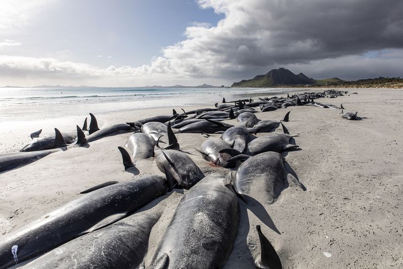 OCE-GEN NUEVA ZELANDA-BALLENAS VARADAS