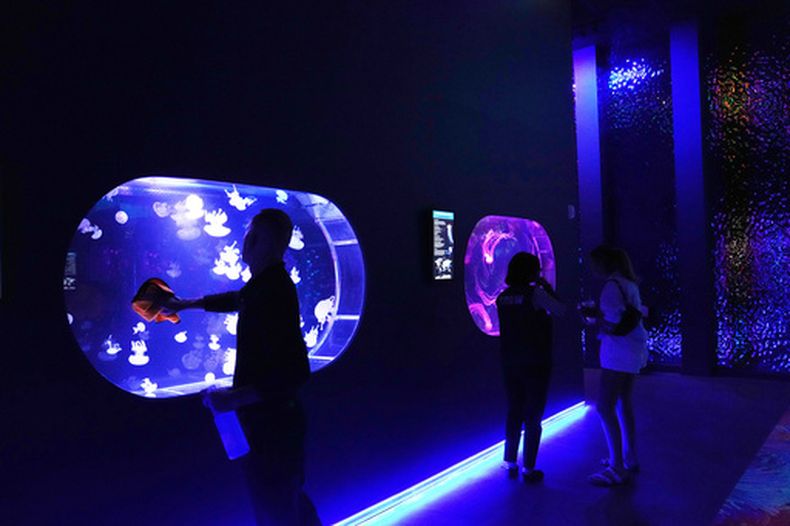Un empleado limpia una vitrina en el Jellyfish Museum, un sitio que alberga a unas 20 especies únicas de medusas, halladas en Florida y otras partes del mundo, el viernes14 de agosto de 14, 2026, en Pompano Beach, Florida. (AP Foto/Lynne Sladky)