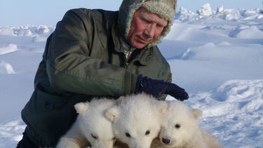 Población de osos polares cae a la mitad