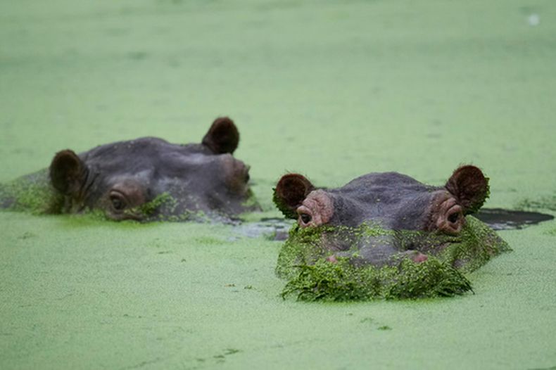 Hipopótamos se revuelcan en una laguna en el Parque Hacienda Nápoles, que alguna vez fue la finca privada del capo de la droga Pablo Escobar, en Puerto Triunfo, Colombia, el viernes 24 de abril de 2026. (AP Foto/Fernando Vergara)