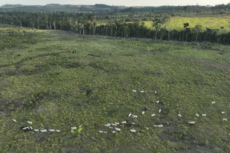 Un área ilegalmente deforestada cerca de Jaci-Parana, estado Rondonia, Brasil, el 12 de julio del 2023. (AP foto/Andre Penner)