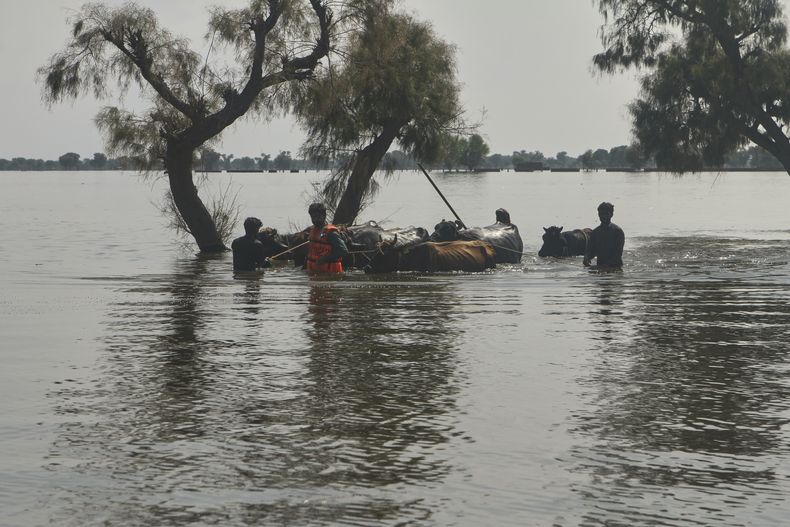 Vecinos vadean una zona inundada con su ganado cerca de Jalalpur Pirwala, en el distrito de Multan, Pakistán, el martes 9 de septiembre de 2025. (AP Foto/Asim Tanveer)