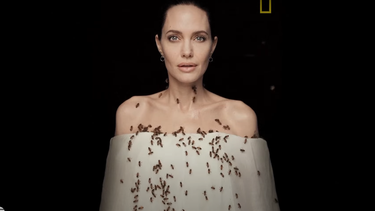angelina jolie cubre su cuerpo con abejas: tres dias sin ducharse para aguantar 18 minutos sin picaduras