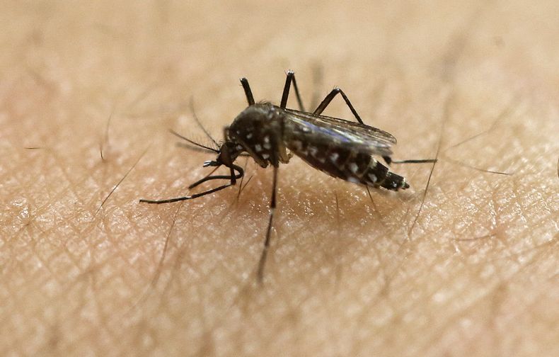 AMN-MED_ZIKA-FLORIDA-0.jpg