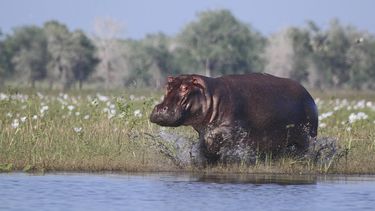 Poblaciones de animales se reducen durante las guerras