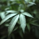 EEUU emite advertencia contra uso de marihuana