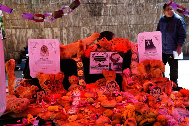 Tantawawas, panes tradicionales con forma de animales amazónicos, se exhiben en un altar del Día de Muertos en La Paz, Bolivia, el viernes 30 de octubre de 2026. (Foto AP/Juan Karita)