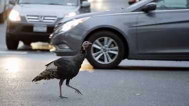 americateve | Un pavo se pasea por una zona residencial en Staten Island, el lunes 11 de noviembre de 2013, en Nueva York. El animal es parte de una parvada de pavos errantes que est&aacute;n complicando el tr&aacute;nsito, desquiciando a los habitantes y ahora se han