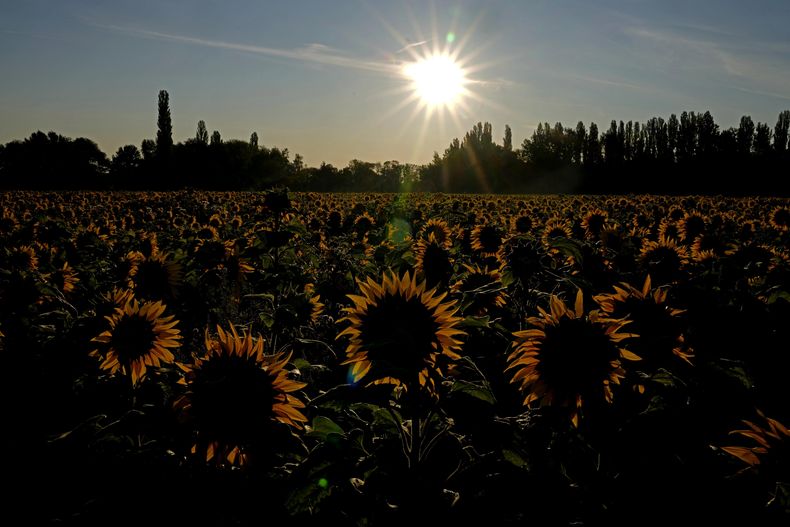 El sol sale detrás de un campo de girasoles cerca de Wernigerode, Alemania, el jueves 18 de julio de 2024. (AP Foto/Matthias Schrader)
