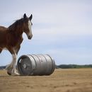 Esta imagen proporcionada por Budweiser muestra el anuncio de fútbol americano de la NFL del Super Bowl 2025 de Budweiser. (Budweiser vía AP)