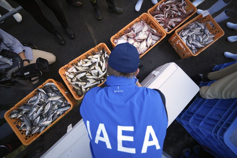 Un miembro del equipo de expertos del Organismo Internacional de Energía Atómica (OIEA) observa una muestra de pescado en el puerto de Hisanohama, Iwaki, Japón, 19 de octubre de 2023. Científicos de la agencia nuclear de la ONU observaron el viernes 20 de octubre de 2023 la preparación de muestras de laboratorio en Japón de pescados recogidos en un mercado cerca de la planta nuclear de Fukushima para determinar la seguridad de las aguas residuales radiactivas tratadas, descargadas al mar desde la planta dañada.(AP Photo/Eugene Hoshiko, Pool)