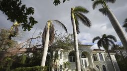 Un árbol derribado por el huracán Milton, reposa sobre una vivienda en Siesta Key, Florida, el 10 de octubre de 2024. (AP Foto/Rebecca Blackwell)