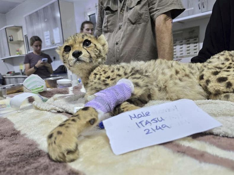 Uno de 10 cachorros de guepardo rescatados del comercio ilegal de animales es tratado en el Centro de Conservación y Rescate de Guepardos en Geed-Deeble, en las afueras de Hargeisa, Somalilandia, una región semi-autónoma de Somalia, el jueves 14 de agosto de 2025. (CRCC vía AP)