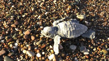 Trump modifica ley que protege a especies de la extinción