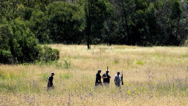 sudafrica: buscan a una tigresa que escapo de recinto