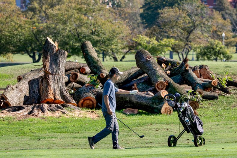 Un golfista camina cerca troncos cortados de árboles en el East Potomac Golf Links, en Washington, el martes 13 de octubre de 2026. (Foto AP/J. Scott Applewhite)