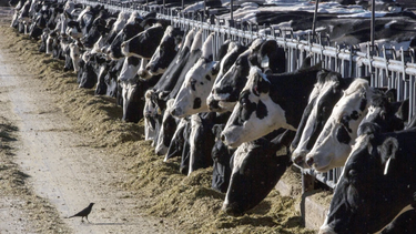 detectan gripe aviar en vacas lecheras de ee.uu.