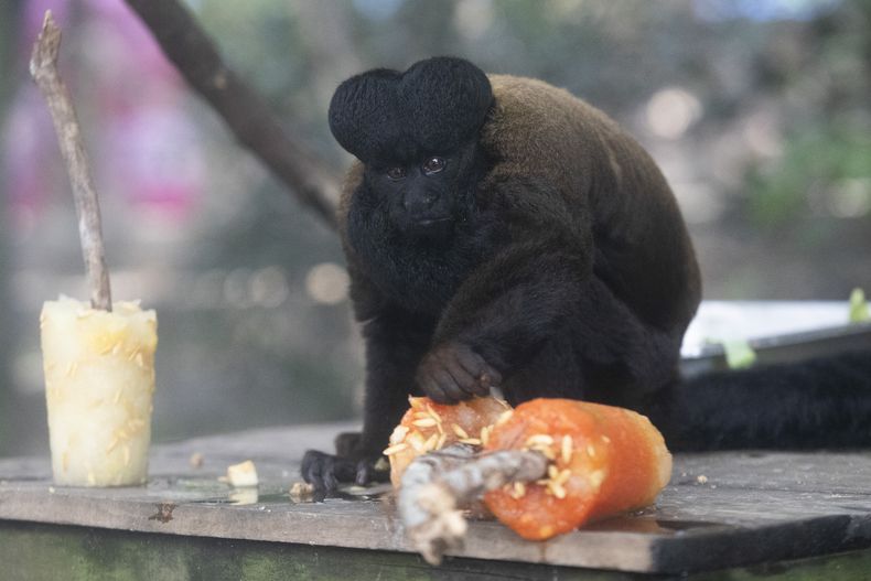 Un mono Saki de barba negra come fruta congelada en medio del calor del verano en el BioParque do Rio en Río de Janeiro, miércoles, 22 de enero de 2025. (AP foto/Bruna Prado)
