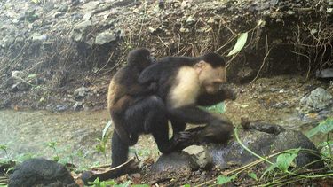 Esta foto suministrada por investigadores muestra a una cría de mono aullador sobre la espalda de un mono capuchino macho en la isla de Jicarón, Panamá, en septiembre de 2022. (Brendan Barrett/Instituto Max Planck de Comportamiento Animal vía AP)