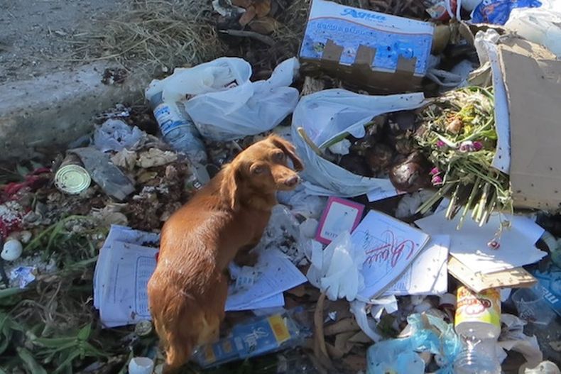 No hay leyes para proteger a los perros vagabundos. Tampoco medicinas para curarlos. Se descomponen en las calles.