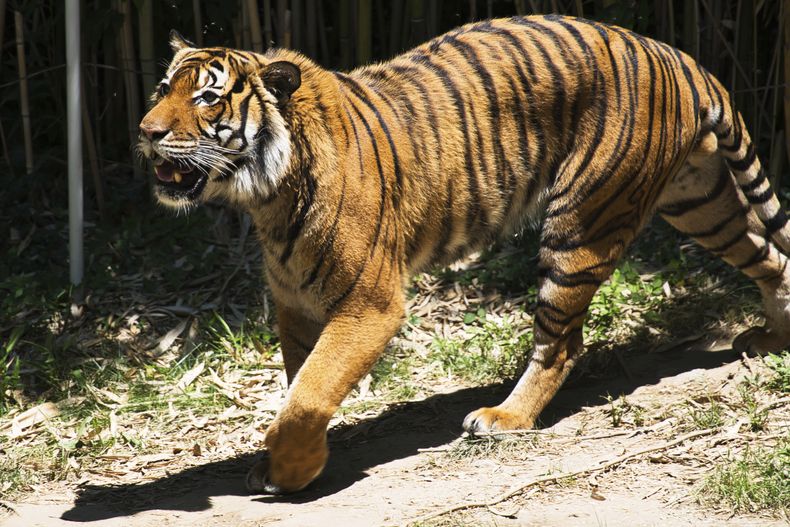 ARCHIVO -Un tigre de Malasia camina en su recinto en el Zoológico y Jardín Botánico de Cincinnati, el 7 de julio de 2023. (AP Foto/Jon Gambrell, Archivo)