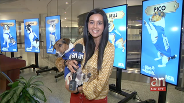 desde hoy perros hacen de terapeutas en aeropuerto de miami.