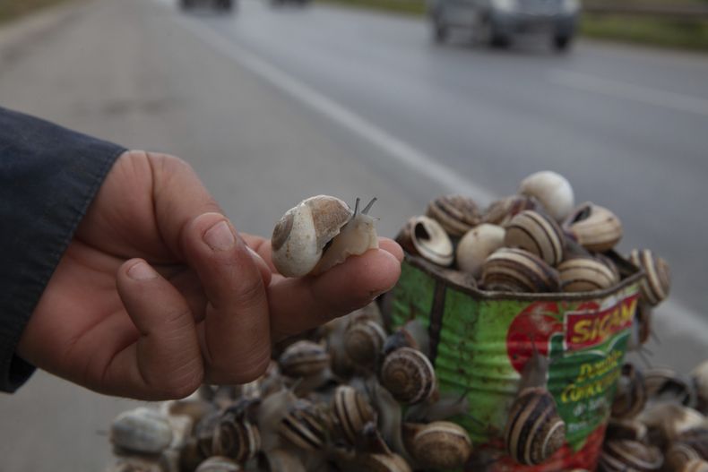 Caracoles se exhiben para ser vendidos al costado de una carretera, en Sousse, Túnez, el 27 de marzo de 2025. (AP Foto/Ons Abid)