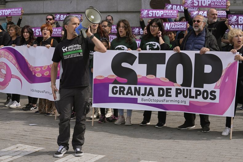 Defensores de los animales protestan frente al Ministerio de Agricultura en Madrid, España, el domingo 21 de mayo de 2023, contra los planes para la construcción de una mega granja de pulpos en el país. (Foto AP/Paul White)