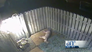 baleados dos perros dentro de su casa en pembroke pines