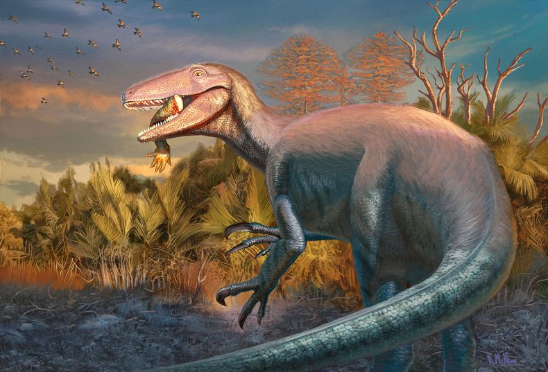 Esta imagen muestra una ilustración artística de un dinosaurio recién descubierto llamado Joaquinraptor casali, con la pata de un antiguo pariente del cocodrilo en el hocico. (Andrew McAfee, Museo Carnegie de Historia Natural vía AP)