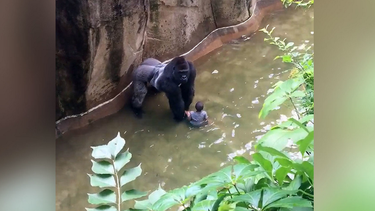 continua la polemica por la muerte de un gorila en zoologico de cincinnati