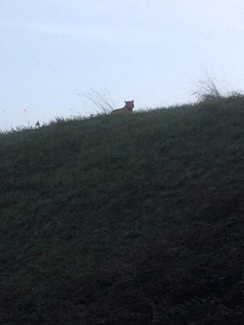 Esta foto prove&iacute;da por el concejo municipal de Montebrain, al este de Par&iacute;s, muestra un felino silvestre que merodeaba el &aacute;rea, el jueves, 13 de noviembre del 2014. (Foto AP/Ville de Montebrain)