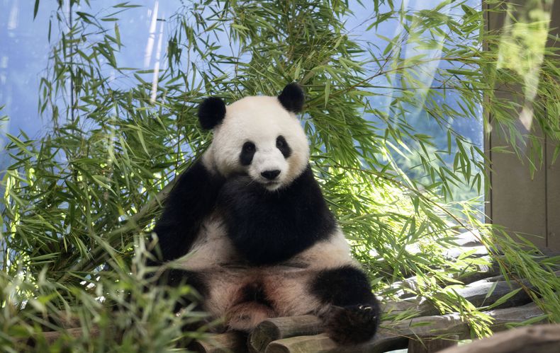 La panda Meng Meng, que espera dos crías, en su recinto en el zoo de Berlín, Alemania, el 13 de agosto de 2024. (Sebastian Gollnow/dpa vía AP)