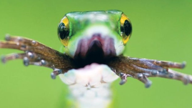 los animales que pueden sobrevivir a que se los coman