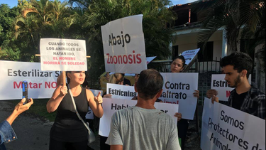 Activistas cubanos salvan animales de ser sacrificados