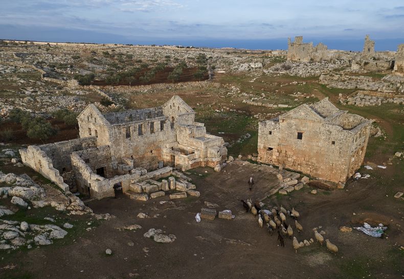 Un pastor guía a ovejas en los alrededores del sitio arqueológico de las Ciudades Muertas, el viernes 24 de enero de 2025, en las afueras de Idlib, Siria. (AP Foto/Khalil Hamra)