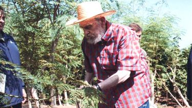 El señor de la moringa