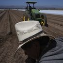 Trabajadores agrícolas trabajan en un campo de fresas en Oxnard, California, el miércoles 18 de junio de 2025. (AP Foto/Damian Dovarganes)