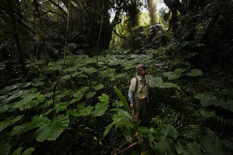 Takamatsu Gushiken hace una pausa para hallar una forma más fácil de salir del bosque tras buscar los restos de los fallecidos durante la Batalla de Okinawa, hacia el fin de la Segunda Guerra Mundial en 1945, el domingo 16 de febrero de 2025, en Itoman, en la isla principal del archipiélago de Okinawa, en el sur de Japón. (AP Foto/Hiro Komae)
