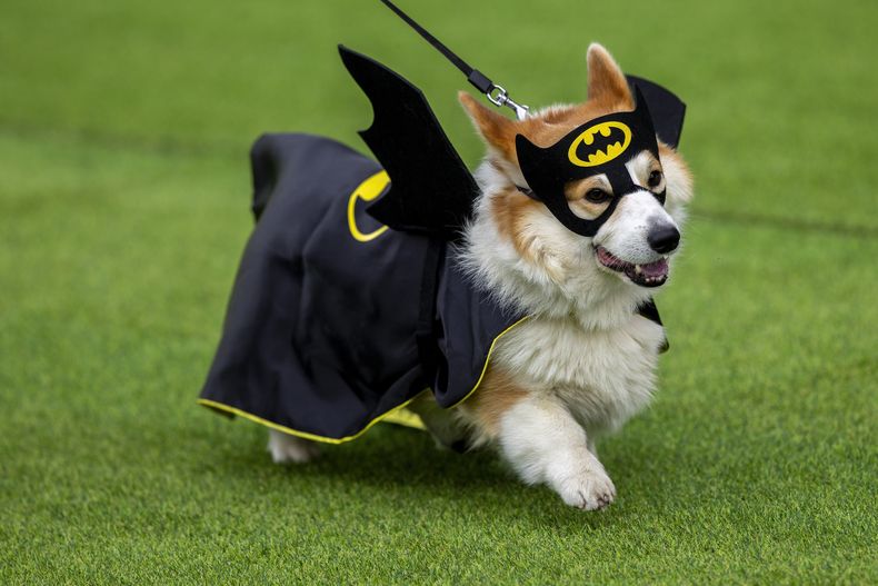 Un corgi participa en un desfile de moda durante el evento internacional Corgi Race Vilnius 2025 en Vilna, Lituania, el sábado 23 de agosto de 2025. (AP Foto/Mindaugas Kulbis)