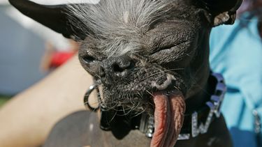 americateve | ARCHIVO - En esta foto del 22 de junio del 2007, Elwood, una mezcla de chihuahua y crestado chino, es visto tras ganar la corona al perro m&aacute;s feo del mundo, en Petaluma, California. Elwood falleci&oacute; inesperadamente a la edad de ocho a&ntilde;
