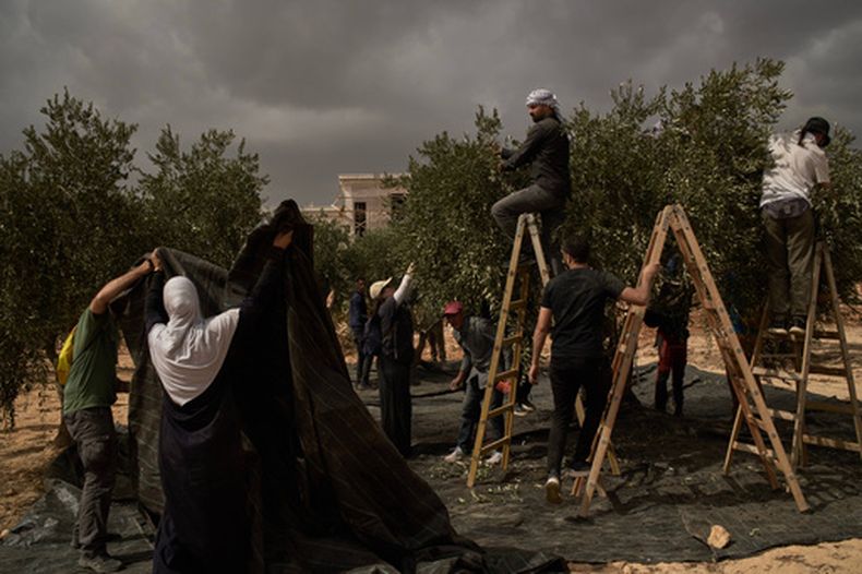 Palestinos y activistas recogen aceitunas tras un ataque de colonos israelíes en la aldea de Abu Falah, en Cisjordania, el 16 de octubre de 2026. (AP Foto/Leo Correa)
