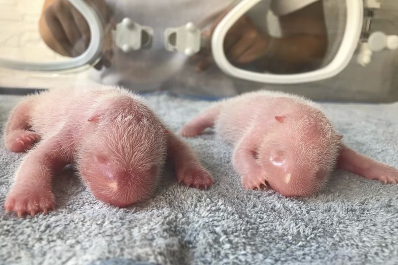 ASI-GEN CHINA-PANDAS