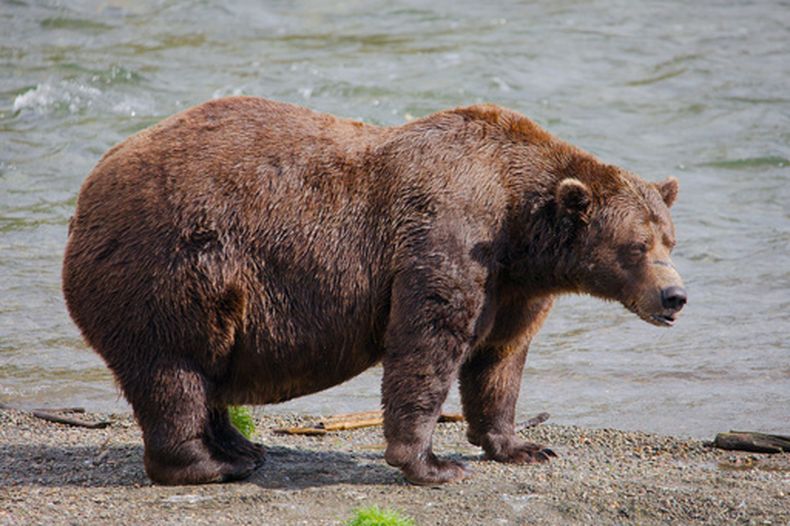 ARCHIVO - Esta imagen proporcionada por el Servicio Nacional de Parques Nacionales de Estados Unidos muestra al oso 32, Chunk, en el Parque Nacional Katmai en Alaska, el 19 de septiembre de 2024. (E. Johnston/Servicio Nacional de Parques Nacionales via AP, Archivo)