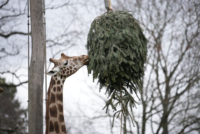 Una jirafa come de un árbol de Navidad en el zoológico de Berlín, Alemania, el viernes 3 de enero de 2025. El zoo solo acepta árboles frescos y sin usar, de vendedores seleccionados. No acepta árboles del público, que podrían contener químicos o decoraciones residuales. (AP Foto/Ebrahim Noroozi)