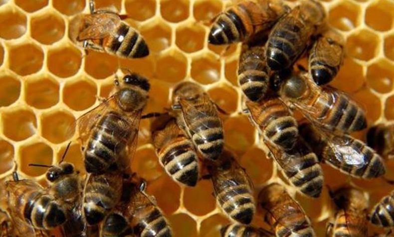Abejas.jpg