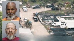 descubren mas de 500 gallos de pelea en miami-dade y arrestan a dos cubanos por crueldad animal descubren mas de 500 gallos de pelea en miami-dade y arrestan a dos cubanos por crueldad animal