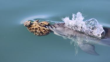 En esta imagen de 2024 difundida por el Proyecto de Investigación de Delfines de Shark Bay, un delfín nariz de botella empuja una esponja de mar para cazar peces, en Shark Bay, Australia. (Meredith MacQueeney/Proyecto de Investigación de Delfines de Shark Bay vía AP)