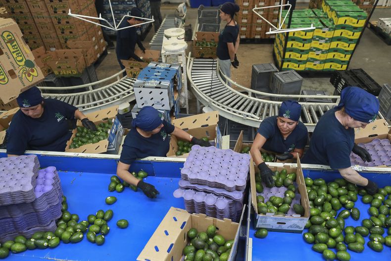 ARCHIVO - Trabajadores clasifican aguacates en una planta empacadora en Uruapan, México, el 27 de noviembre de 2024. (AP Foto/Armando Solís, Archivo)